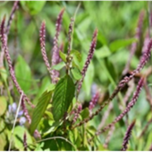 Pricky Chaff Flower ( ఉత్తరేణి )