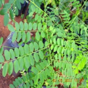 Red Bead Tree ( పెద్దగురుగింజ )