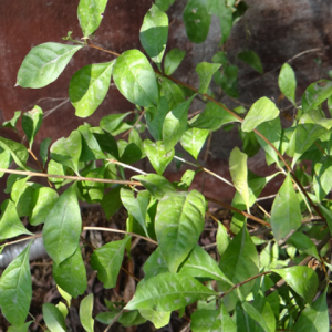 Henna tree (గోరింట)