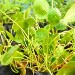 Whorled Pennywort (సరస్వతీఆకు)