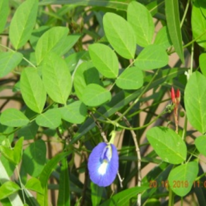 Butterfly pea (శంఖపుష్పం)