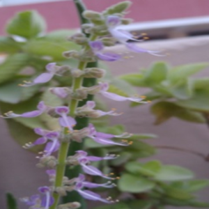 Indian coleus (పాషాణభేది)