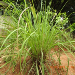 Lemon grass (నిమ్మగడ్డి)