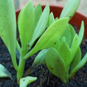 Common fleshy rag weed (కుందేలుచెవులు)