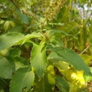 Lavangtulsi (లవంగతులసి)