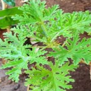 Rose -scented Geranium (జెరేనియం)