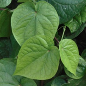 Betel Leaves (తమలపాకు)