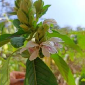 Malabar Nut (అడ్డసరం)