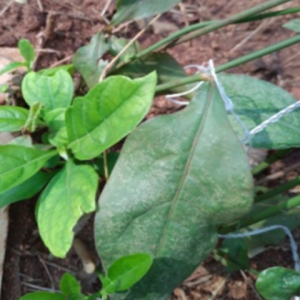 Indian leadwort (ఎర్రచిత్రమూలము)