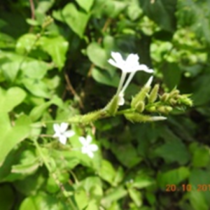 White leadwort (తెల్లచిత్రమూలము)