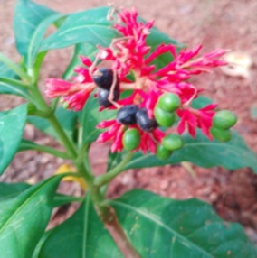 Indian snakeroot (సర్పగంధ)