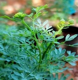 Garden Rue (సదాపాకు)