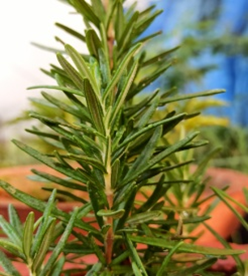 Rosemary (రోజ్మేరీ)