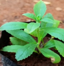 Sweet Leaf (స్టెవియా)