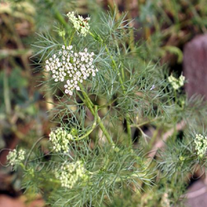 Bishop’s weed (వాము)