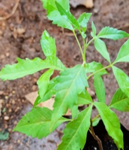 Arabian Lilac (వావిలి)