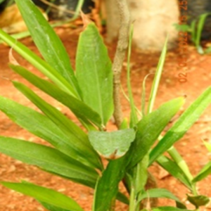 Siamese Ginger (దుంపరాష్ట్రము)