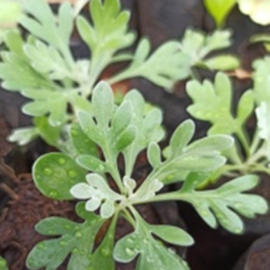 Common wormwood (లావెండర్మాచిపత్రి)