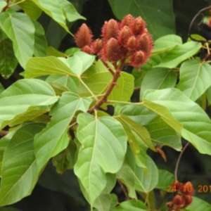 Lipstick Tree (జాఫ్రా)