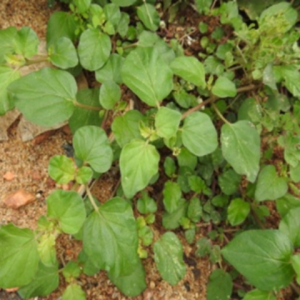 Red hogweed (పునర్నవ)